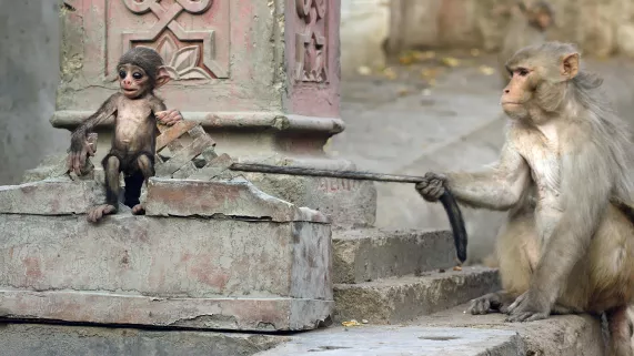 CAMERAS ESPIONS EN TERRE ANIMALE