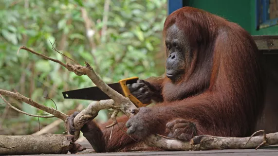 CAMERAS ESPIONS EN TERRE ANIMALE