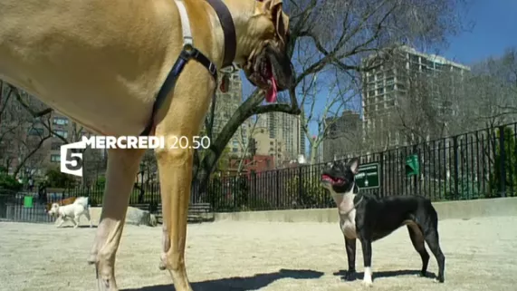 Nos animaux, doux dehors, sauvages dedans