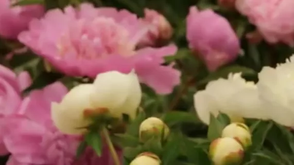 La guerre des fleurs