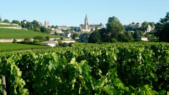 Vendanges à Saint-Emilion