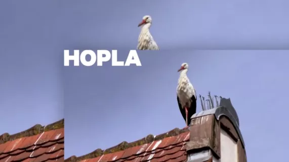 Échappées belles : Bienvenue en Alsace