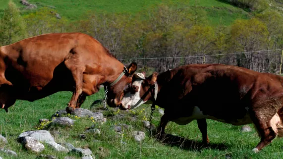 Combat vaches Combat vaches