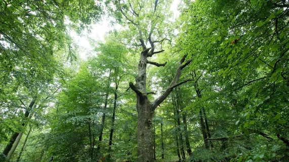 FORET