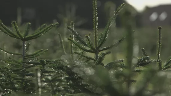 LES SAISONS DU SAPIN