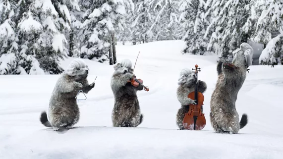 marmottes classic  marmottes classic