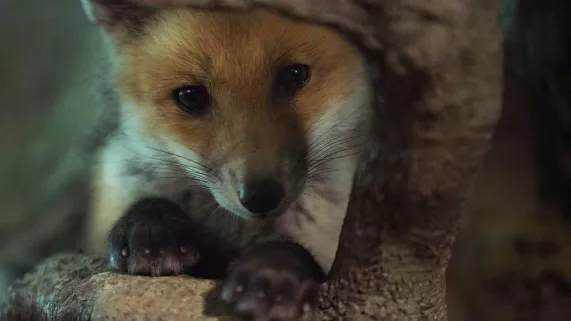 © Jean-Luc Guidoin CRÈCHES SAUVAGES