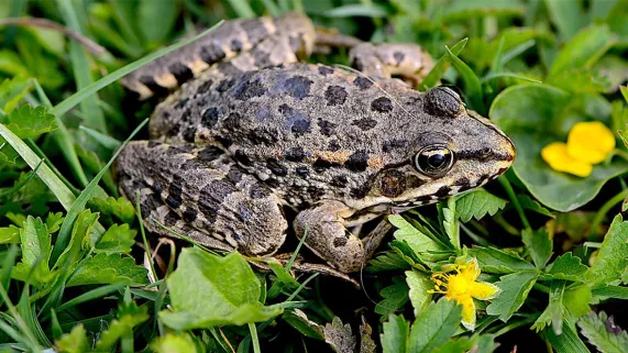grenouille