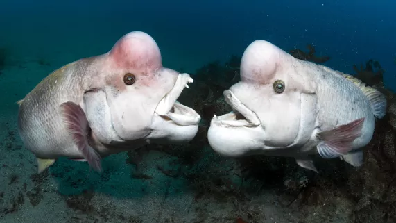 BBC PLANÈTE BLEUE 2