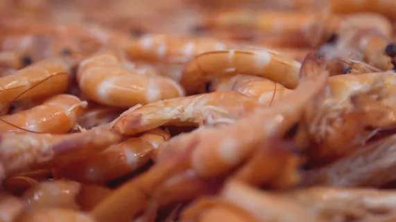 CREVETTES EN EAUX TROUBLES