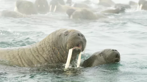 BBC PLANÈTE BLEUE 2