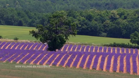 lavande provence lavande provence