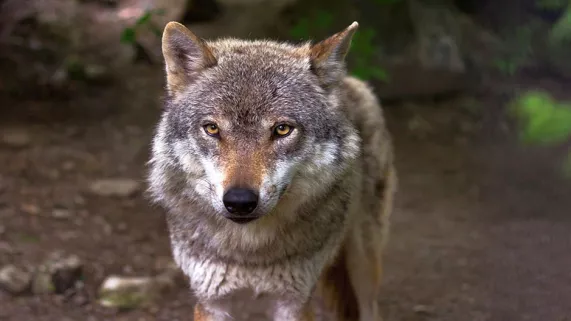 LOUP LOUP