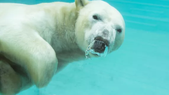 Une saison au zoo