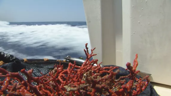 corail