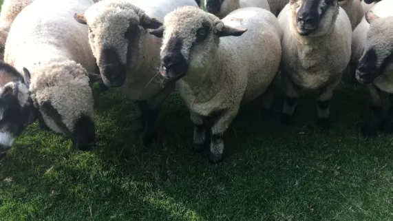 moutons moutons