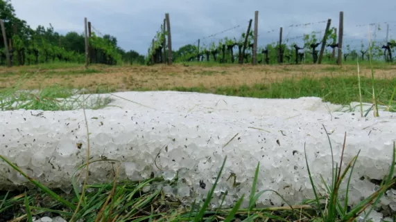 vignoble vignoble