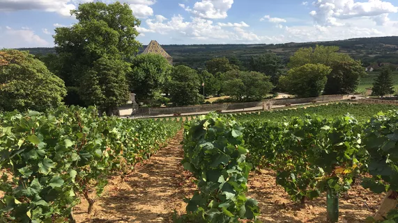 Le vignoble de Santenay en Côte d'Or/©Arnaud Lefèvre Vignoble de Santenay