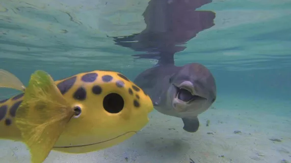 © BBC Worldwilde France CAMERAS ESPIONS CHEZ LES DAUPHINS ET LES ORQUES
