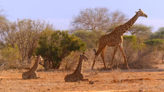 Les dernières girafes