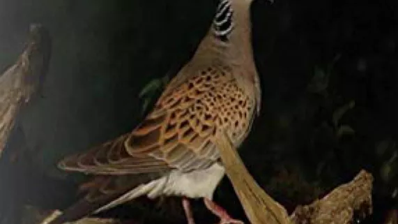 Tourterelles Tourterelles