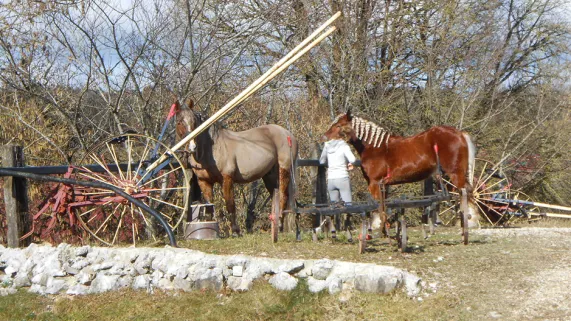 Les chevaux comtois Les chevaux comtois