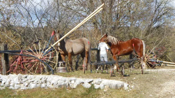 Le Cheval Comtois Le Cheval Comtois