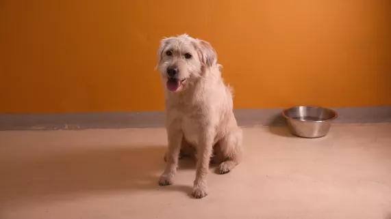 Gabin 4 ©bonnecompagnie