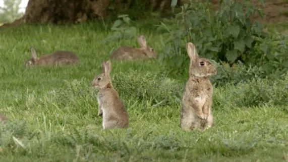 © Cie des Phares & Balises – 2018