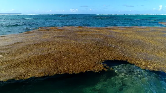 Sargasses, algues brunes, idées vertes ©BCI / BCA Sargasses, algues brunes, idées vertes