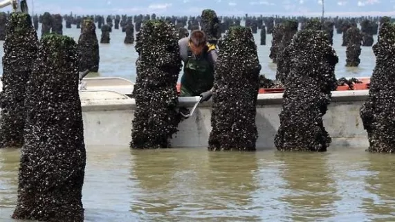 moules moules