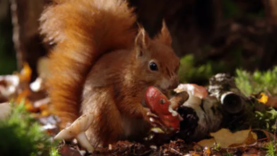 LA VIE SECRÈTE DES ANIMAUX DU VILLAGE LA VIE SECRÈTE DES ANIMAUX DU VILLAGE