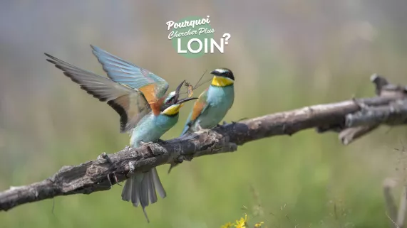Pourquoi chercher plus loin - crédit FTV  Pourquoi chercher plus loin - crédit FTV