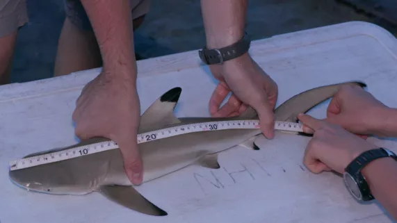 Les bébés requins Les bébés requins