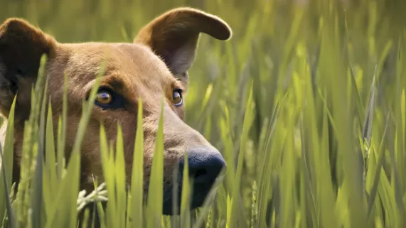 LE PLUS BEL AMI DE L'HOMME LE PLUS BEL AMI DE L'HOMME