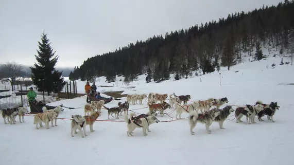 ©Hanami Chiens de traineaux