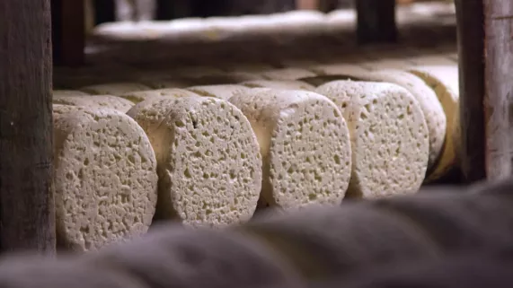 LE ROQUEFORT, TOUT UN FROMAGE !