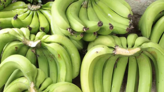 LA BANANE, L'OR ANTILLAIS
