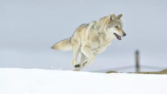 © Paprika Films Ludovic SIGAUD 2018 L'ODYSSÉE DU LOUP