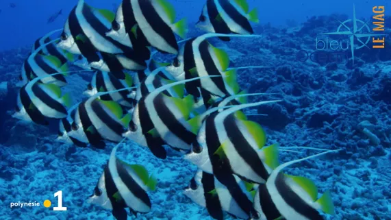 Bleu Océan - le mag n°18