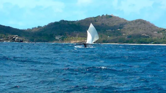 Quand passent les baleines