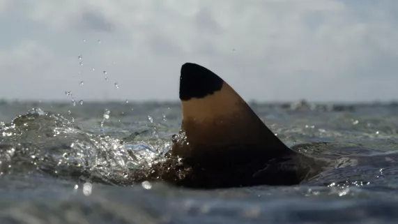 L'ATOLL AUX 700 REQUINS