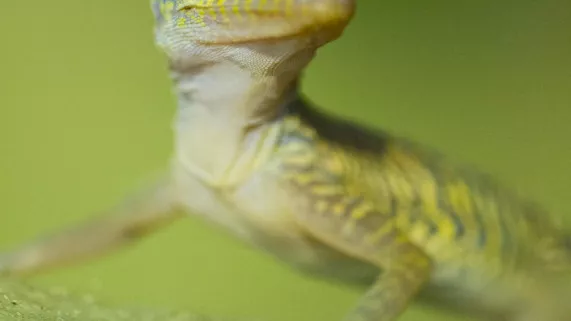 CUBA, RÉVOLUTION SAUVAGE