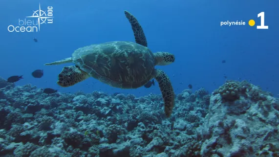 BLEU OCÉAN - le doc #9