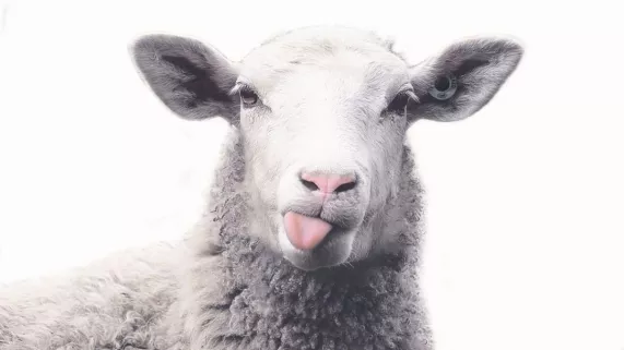 Mondial de tonte de moutons