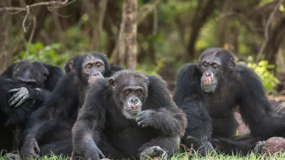 CHIMPANZÉS, LE COMBAT DES CHEFS CHIMPANZÉS, LE COMBAT DES CHEFS
