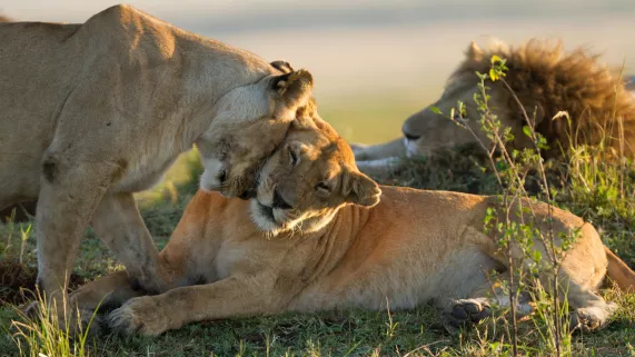 LE CLAN DES LIONNES LE CLAN DES LIONNES