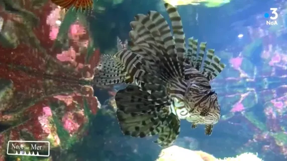 animaux marins animaux marins