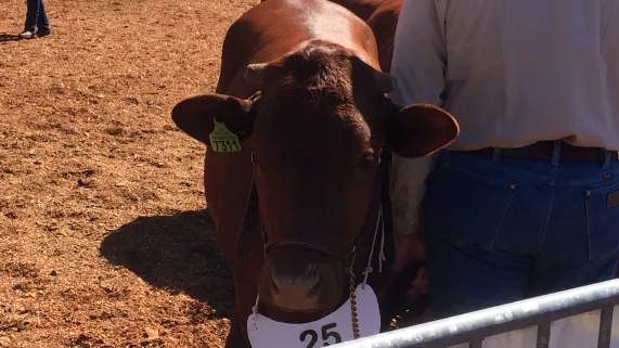 Foire de bourail Foire de bourail
