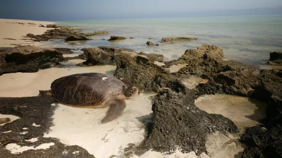 LES ILES ÉPARSES AVEC SYLVAIN TESSON LES ILES ÉPARSES AVEC SYLVAIN TESSON